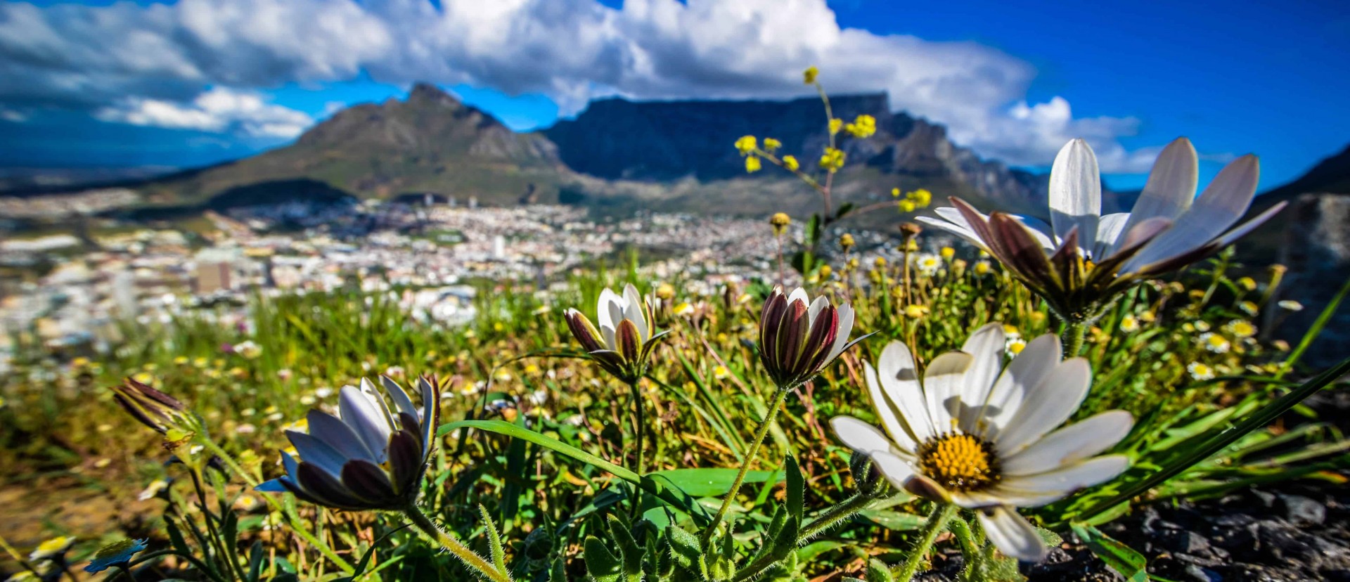 The Best Places To Watch Flowers Bloom Bucket List Publications